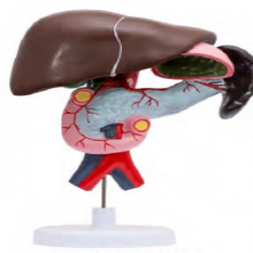 十二指腸、胰、脾、膽解剖模型